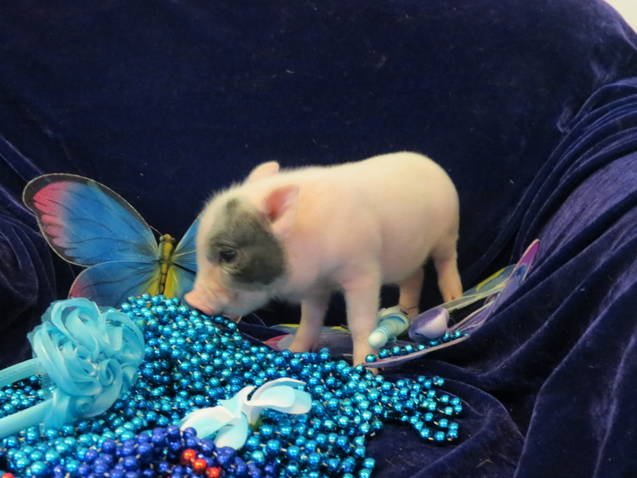 The popularity of Teacup Pigs