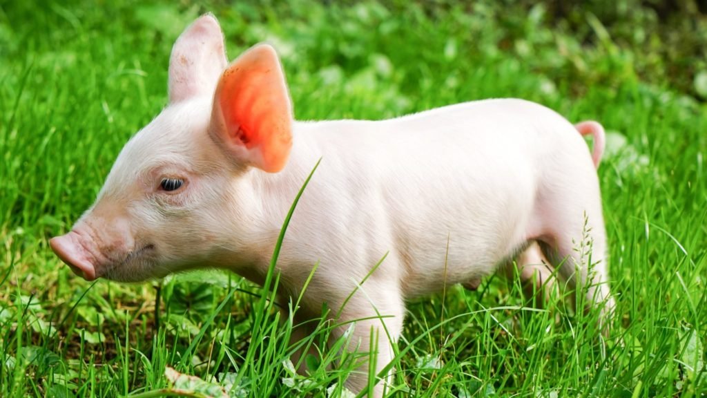 Domestic Pig Animals Grass Photos Cute Baby - Teacup Pigs