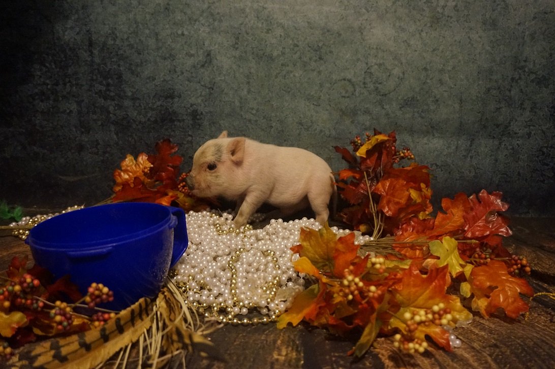 Mistakes with regard to Teacup Pigs