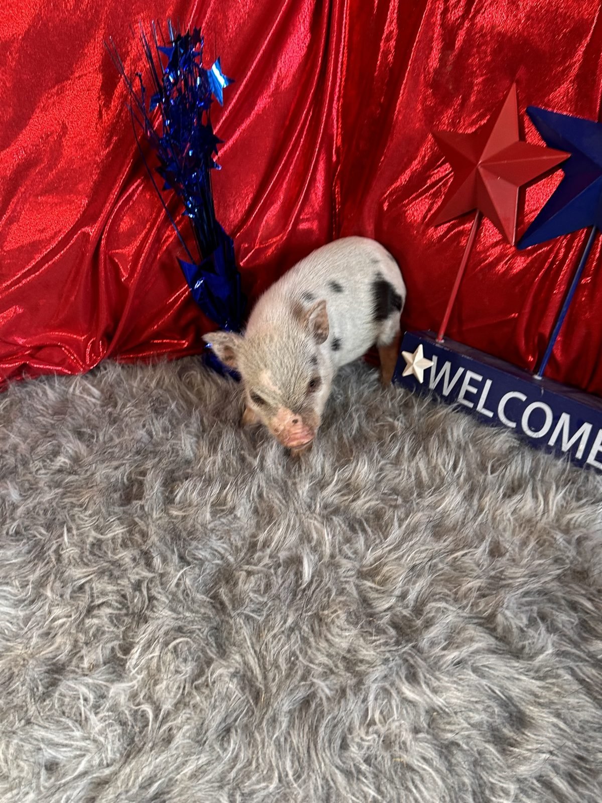 Teacup pigs for sale Teacup Pigs