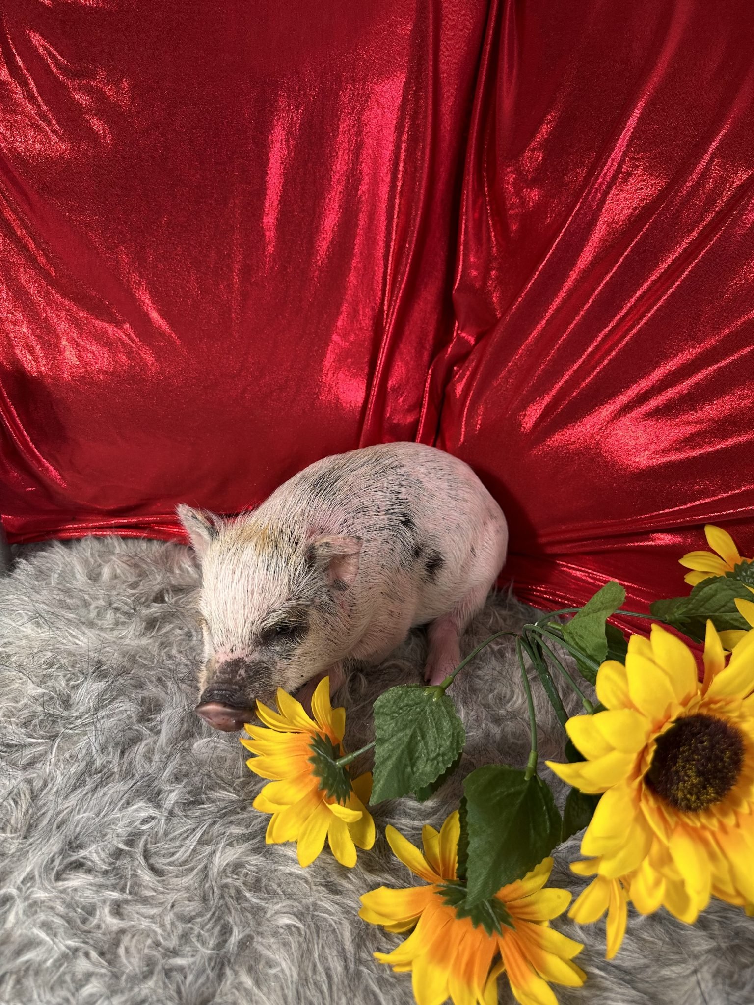 Teacup pigs for sale Teacup Pigs