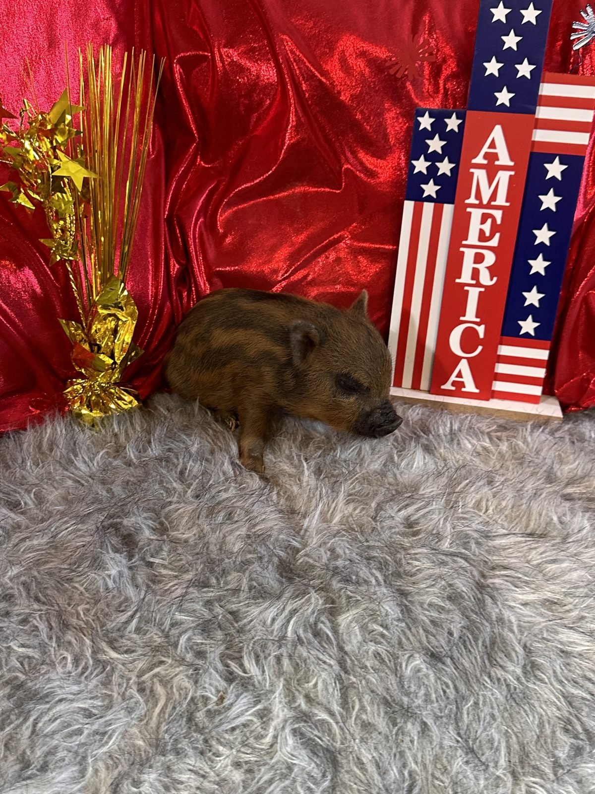 Teacup pigs for sale Teacup Pigs