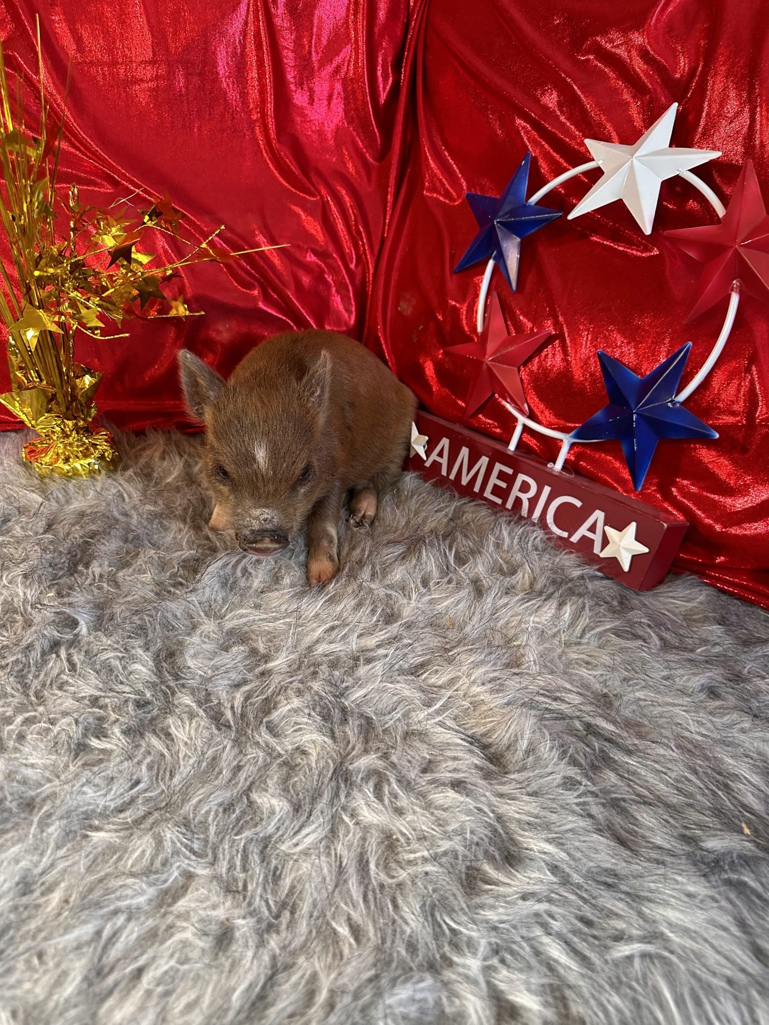 Teacup pigs for sale Teacup Pigs
