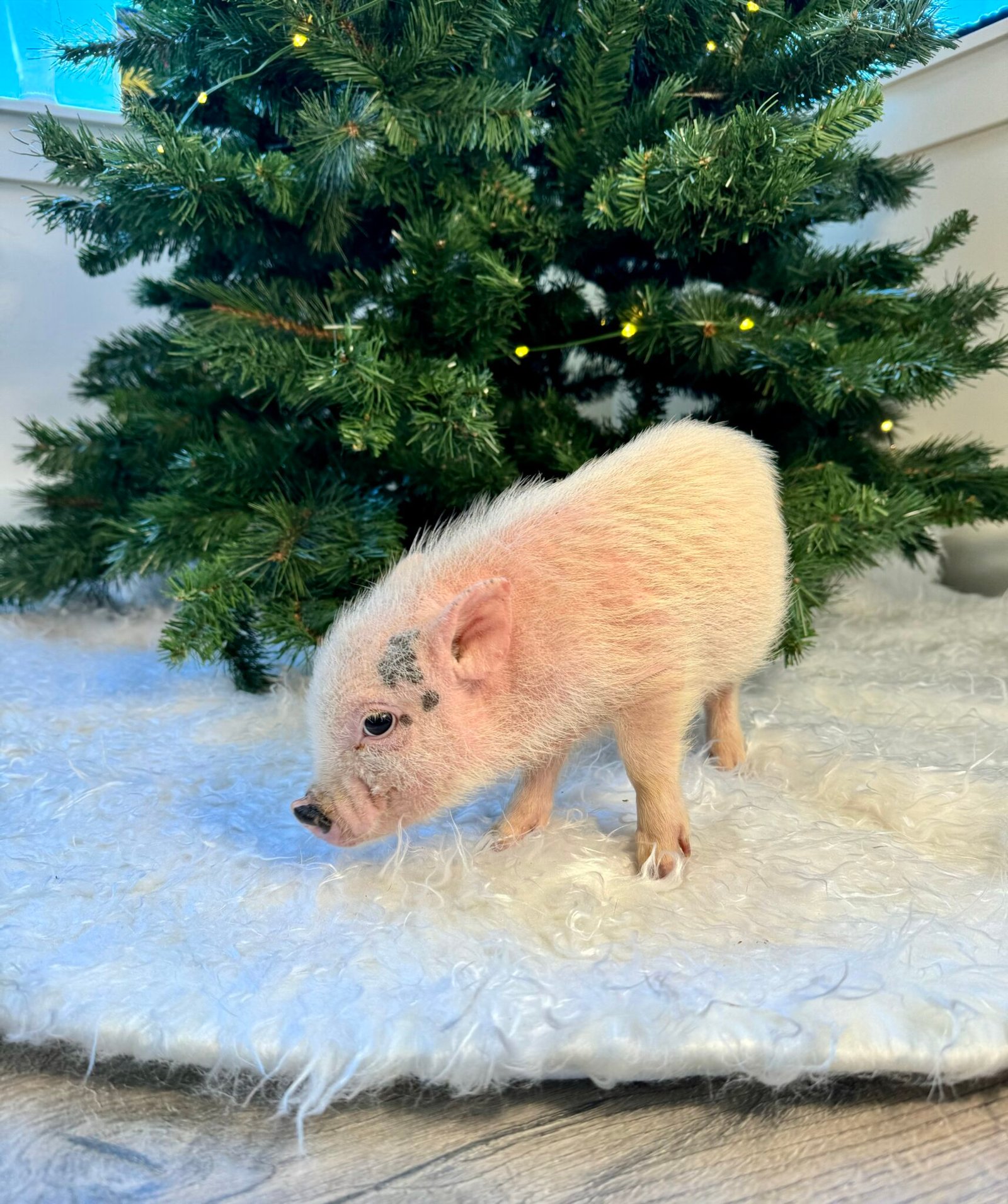 Teacup pigs for sale Smallest teacup piglets in the World!
