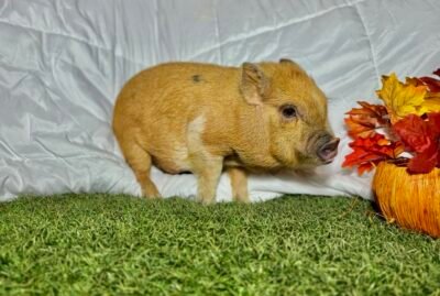 Melvin - Micro male minipig