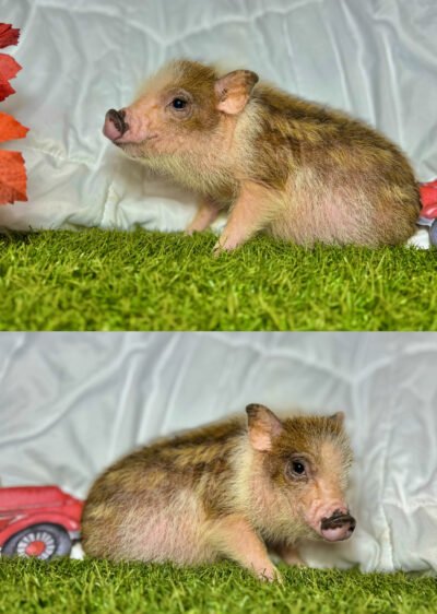 Bubba - Super micro male minipig - RESERVED!