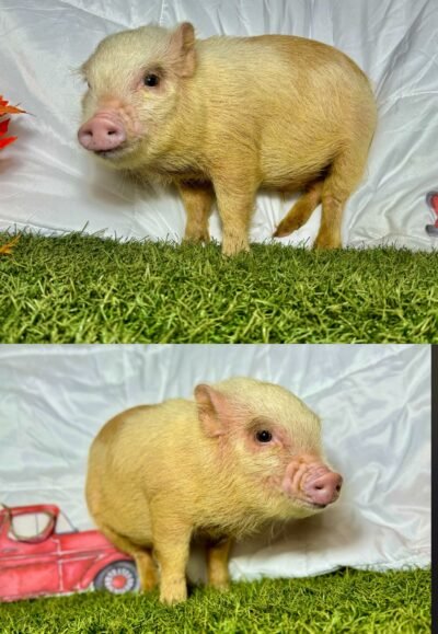 Charlie- Super micro male minipig