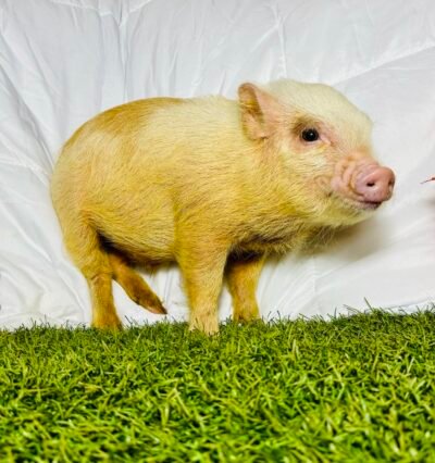 Romeo - Micro male minipig