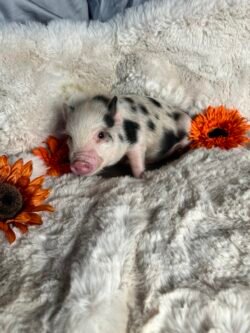 Bernie- Super micro male minipig