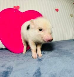 Bella- Super micro female minipig - Reserved