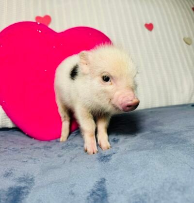 Bella- Super micro female minipig - Reserved