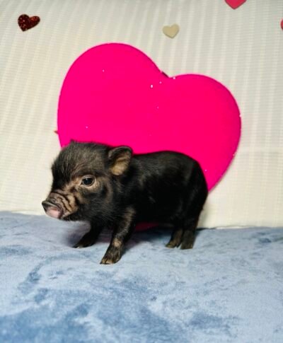 Amy- Super micro female Minipig - Reserved