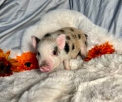Buddy- Super micro male minipig