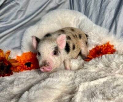 Buddy- Super micro male minipig
