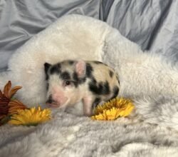 Ava- Super micro female minipig