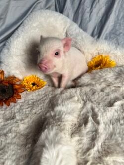 Beckie - Super micro female Minipig