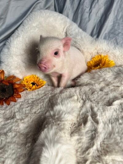 Beckie - Super micro female Minipig