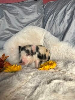 Ava- Super micro female minipig