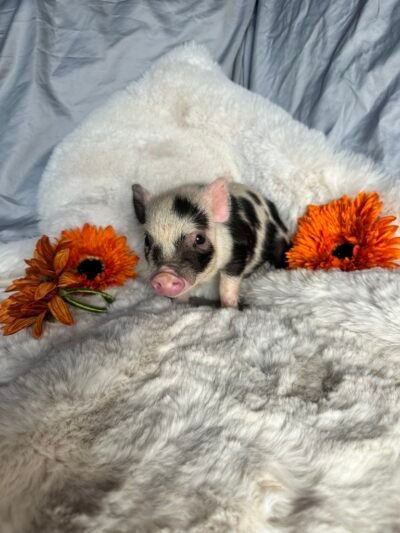 Adam- Super micro male Minipig