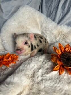 Alan- Super micro male Minipig