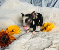 Abigail- Super micro female minipig ADOPTED!