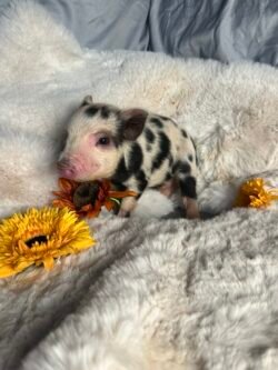 Annie- Super micro female minipig