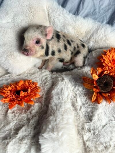 Bobby- Super micro male minipig - ADOPTED!