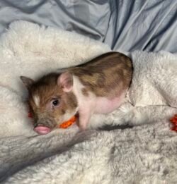 Dusty- Super micro male minipig