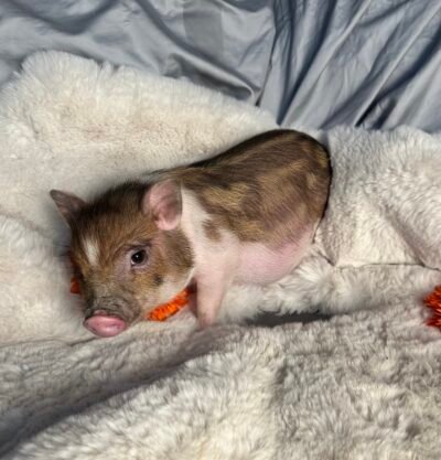 Dusty- Super micro male minipig