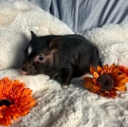 Cooper- Super micro male minipig