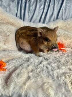 Doodle- Super micro male Minipig
