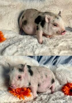 Diego- Super micro male minipig