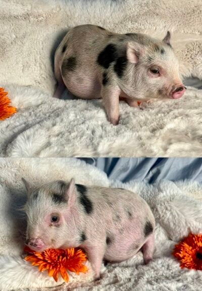 Diego- Super micro male minipig