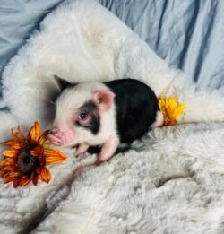 Cookie - Super micro male Minipig