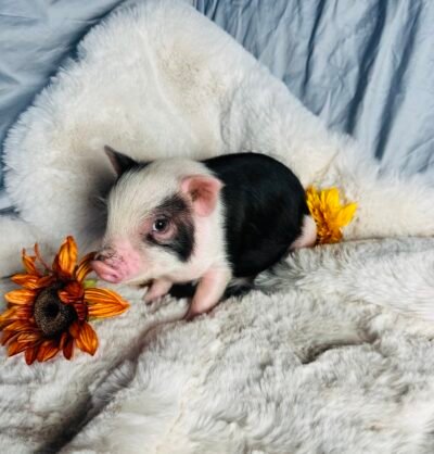 Cookie - Super micro male Minipig