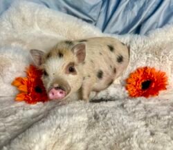 Boomer- Super micro male minipig