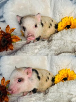Charlotte - Super micro female minipig