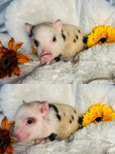 Charlotte - Super micro female minipig
