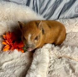 Archie - Super micro male minipig
