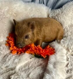 Benji - Super micro male minipig