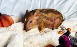 Honey- Super micro female Minipig