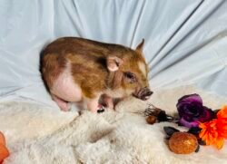 Almond- Super micro female Minipig