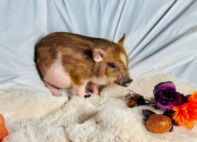 Almond- Super micro female Minipig