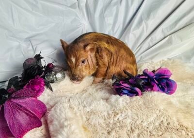 Homer- Super male female Minipig