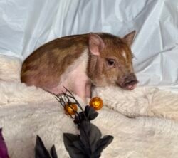 Darlene - Super micro female Minipig
