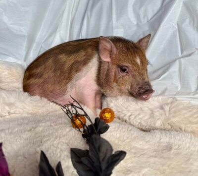 Darlene - Super micro female Minipig