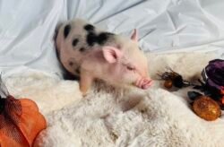 Anna- Super micro female Minipig