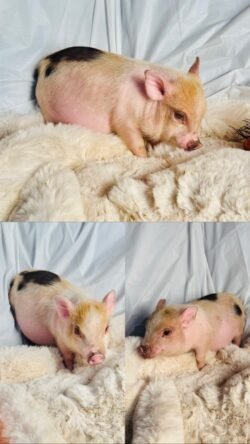 Addie- Super micro female Minipig