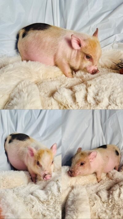 Addie- Super micro female Minipig