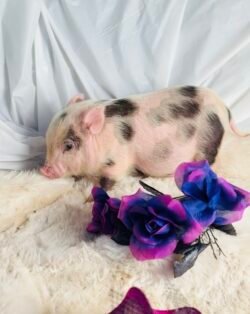 Andy - Super micro male Minipig